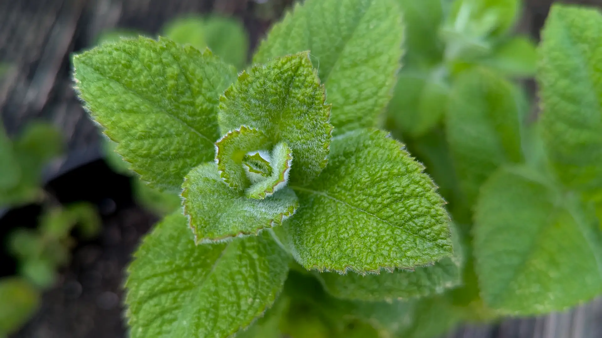 apple mint plant
