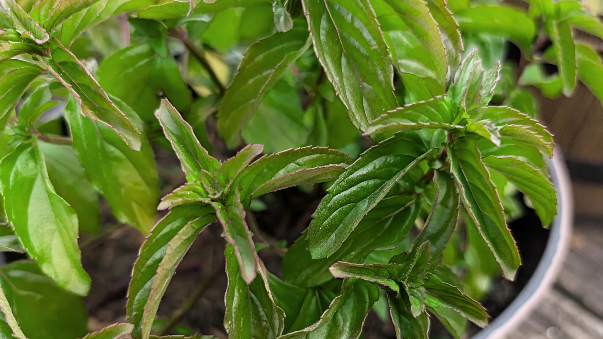 basil mint plant