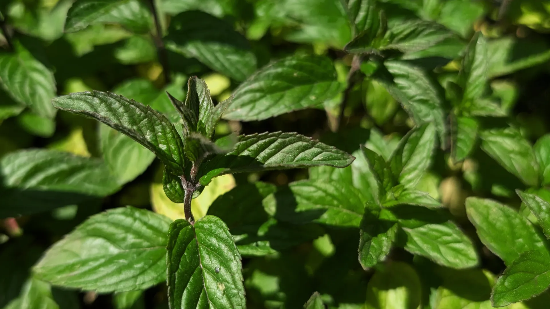 chocolate mint plant