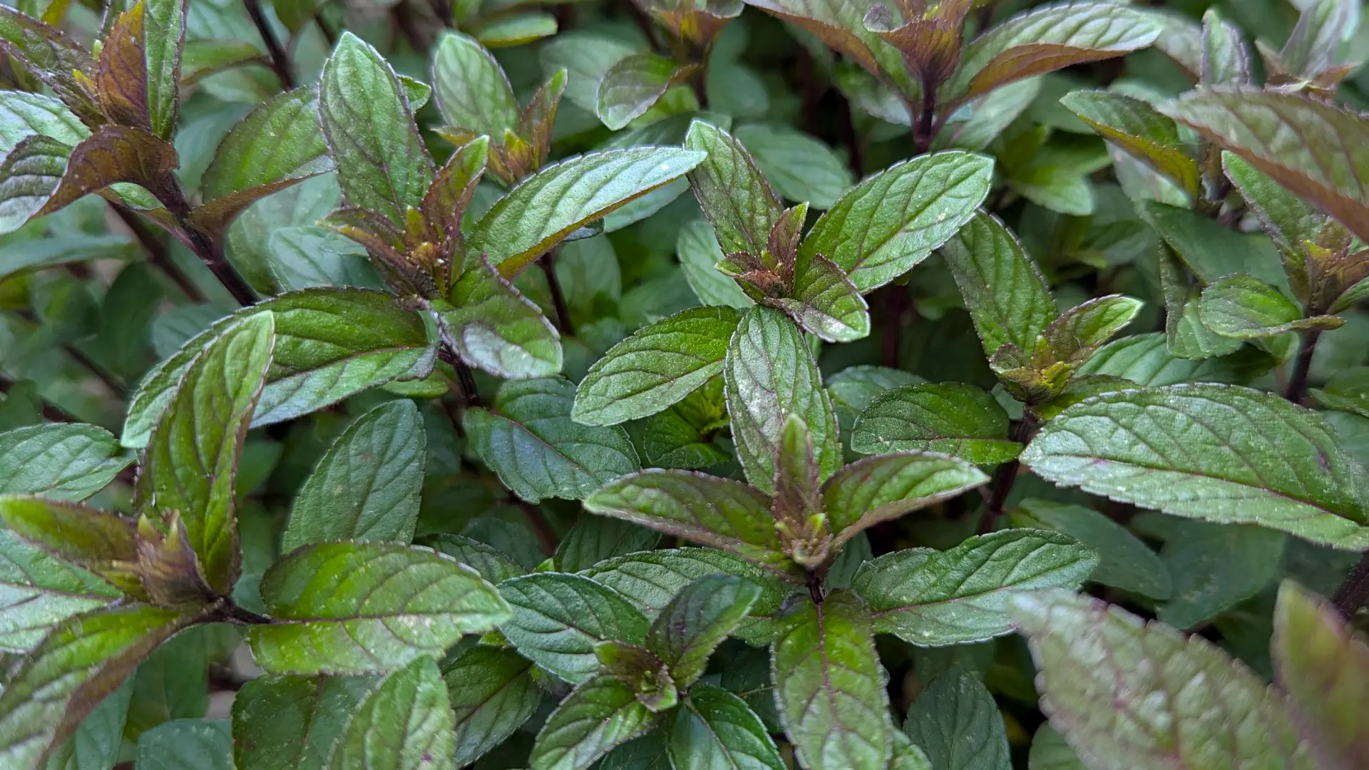 chocolate mint plant