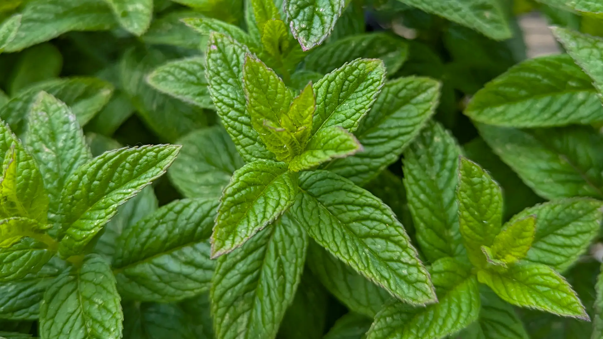 garden mint plant