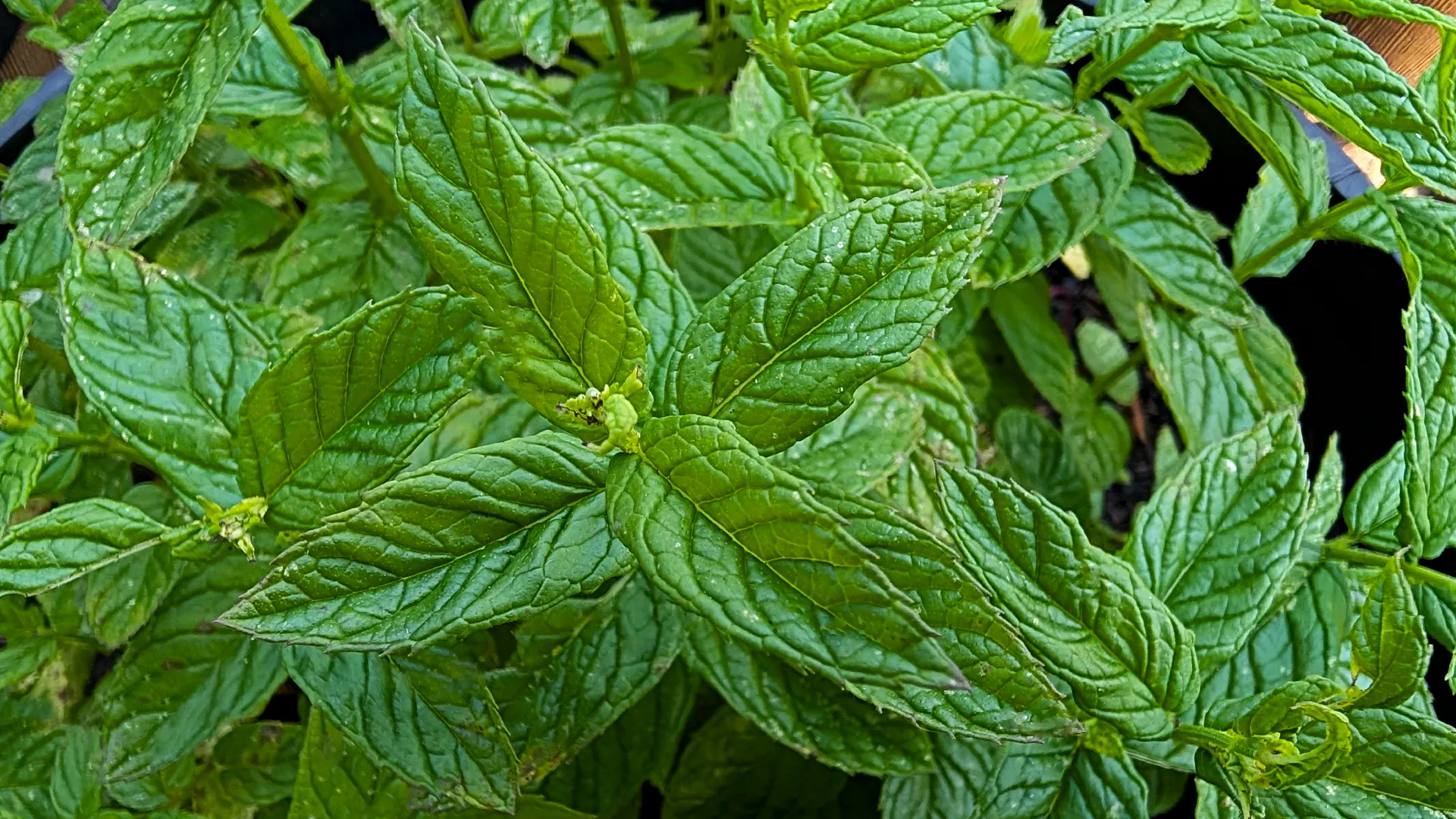 garden mint plant