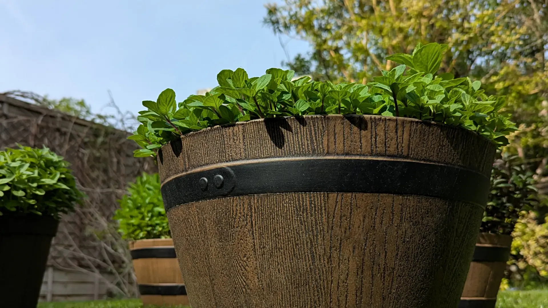 potted mint plants