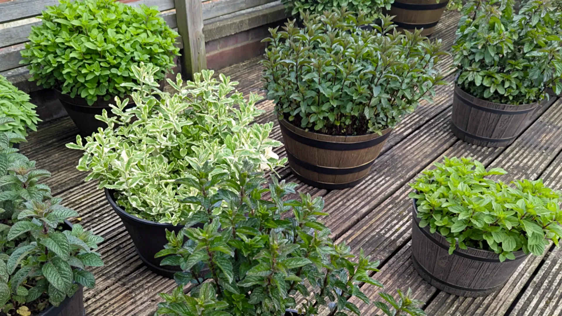group of mint plants