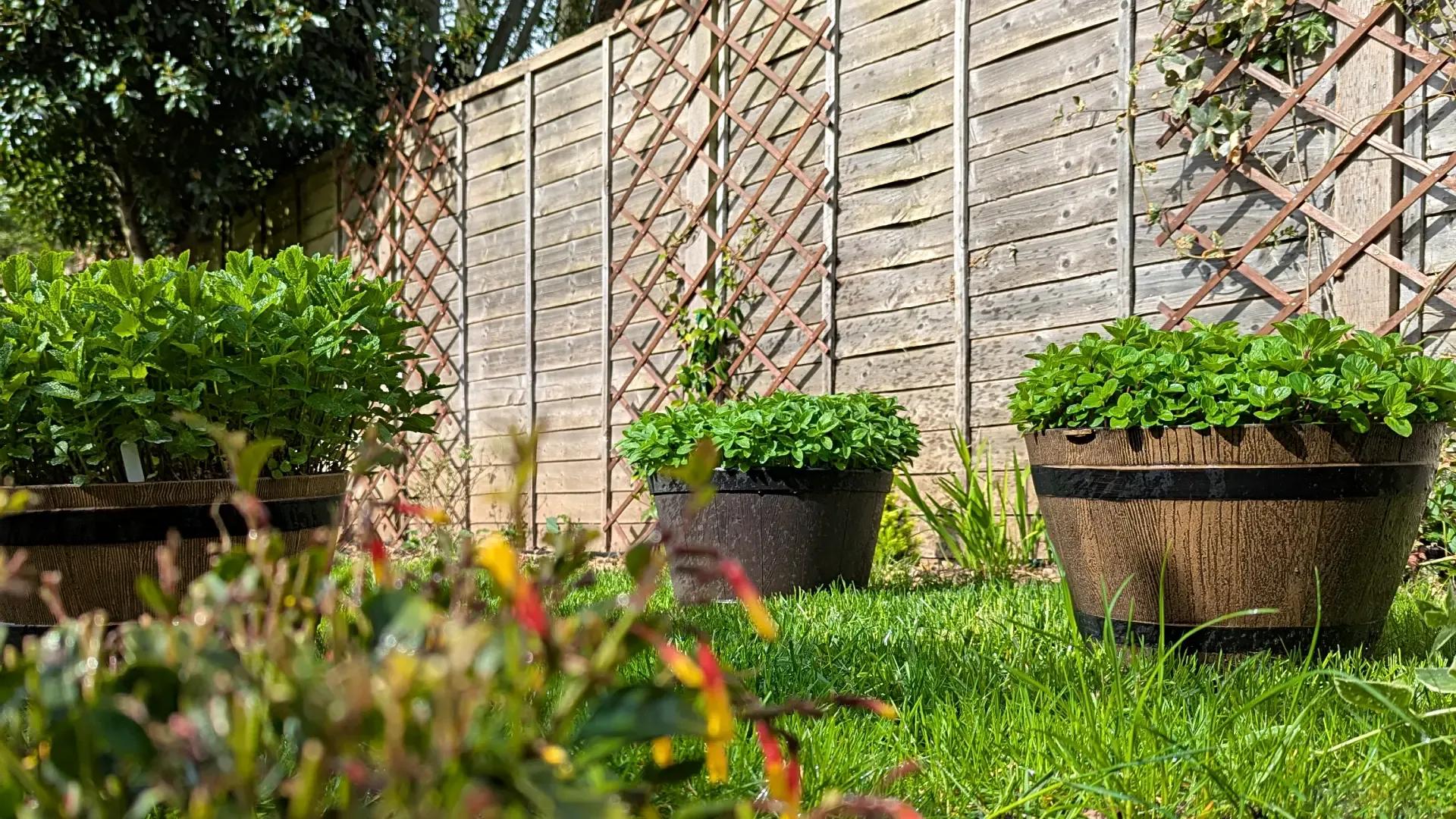 garden of mint plants