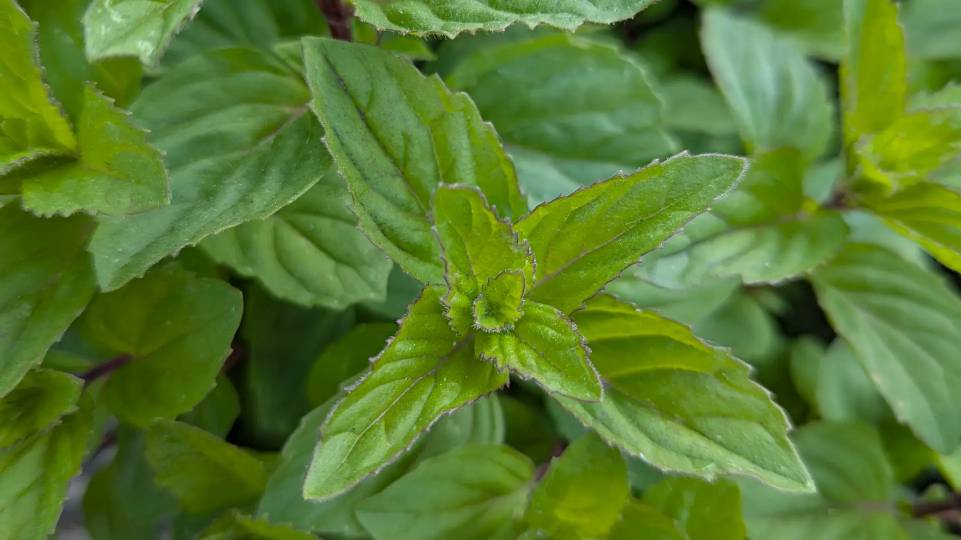 ginger mint plant