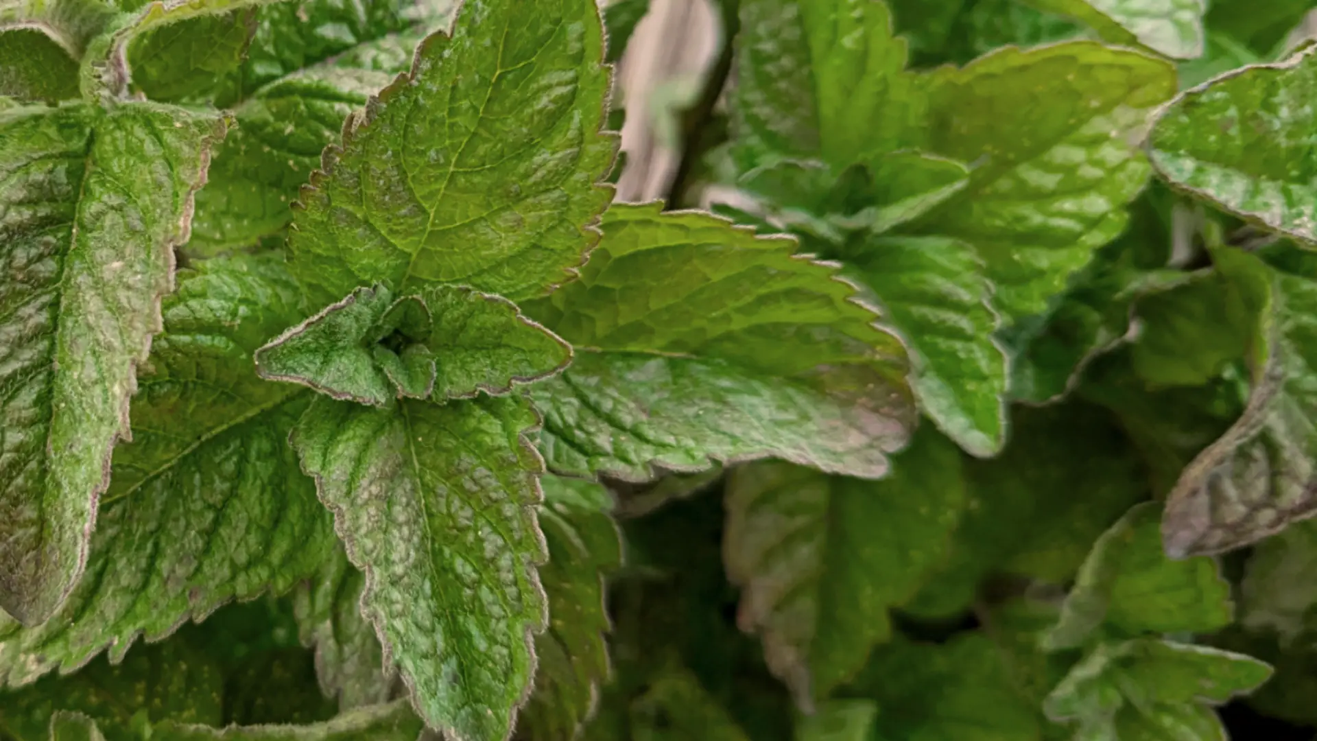 grapefruit mint plant