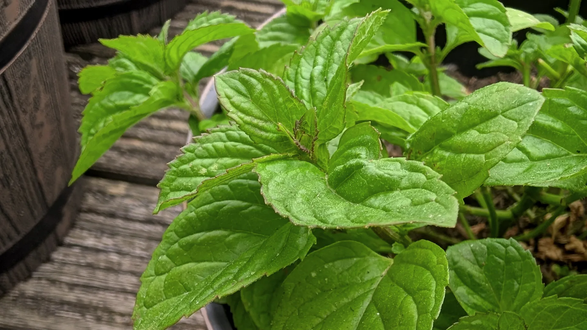 lavender mint plant