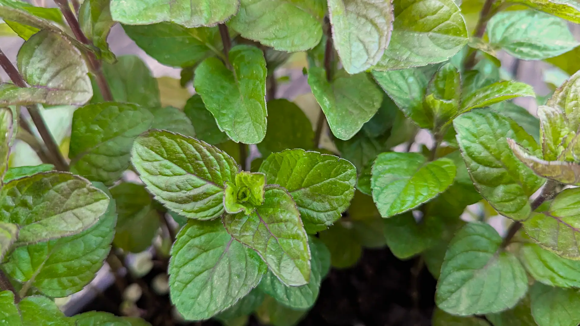 lavender mint plant