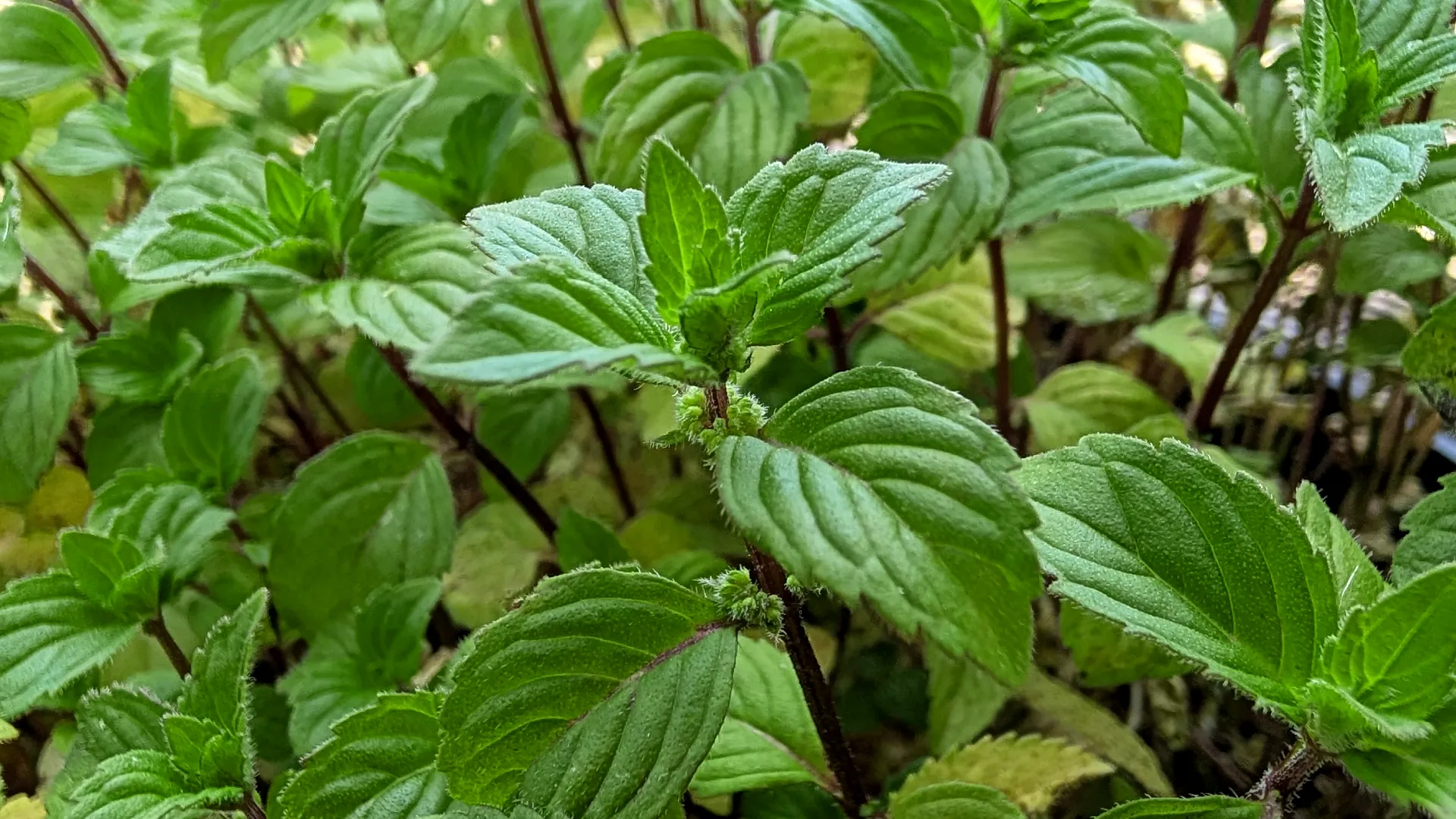 lime mint plant