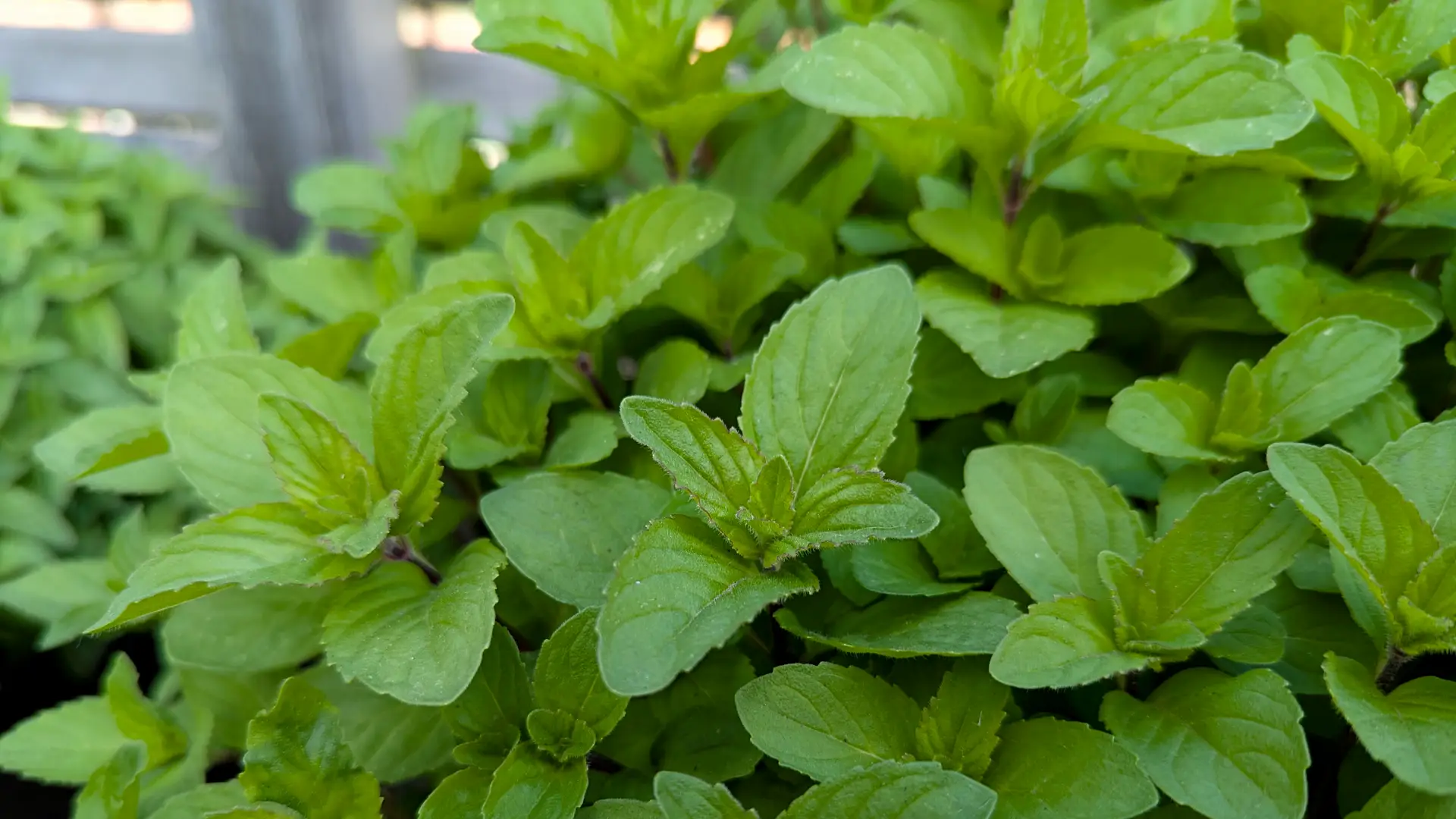 lime mint plant