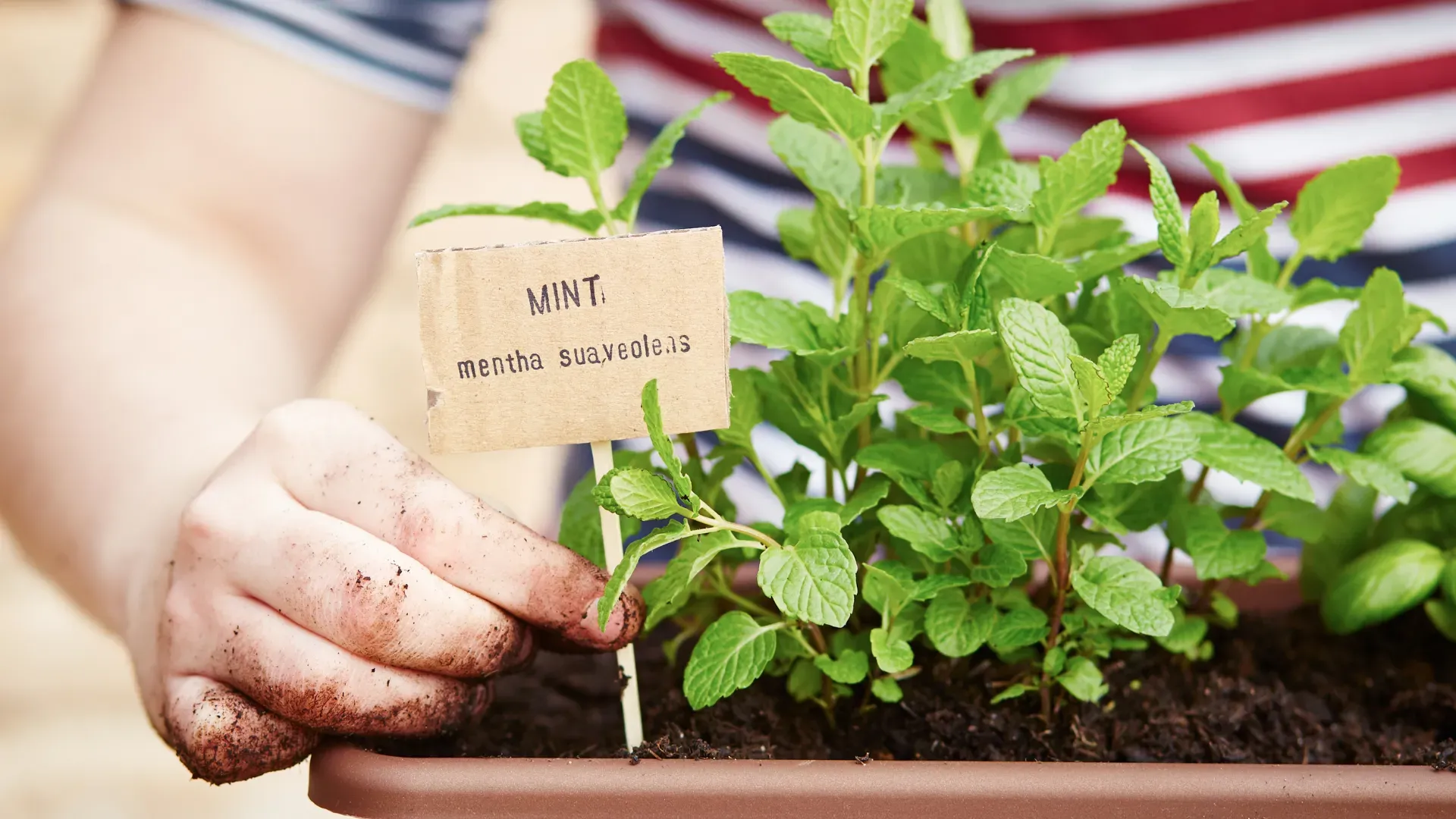 Exploring 20 unique mint varieties