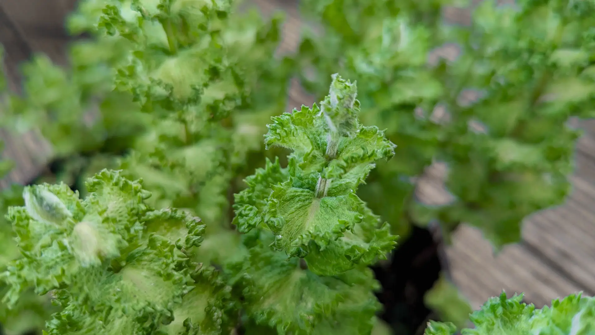mojito mint plant