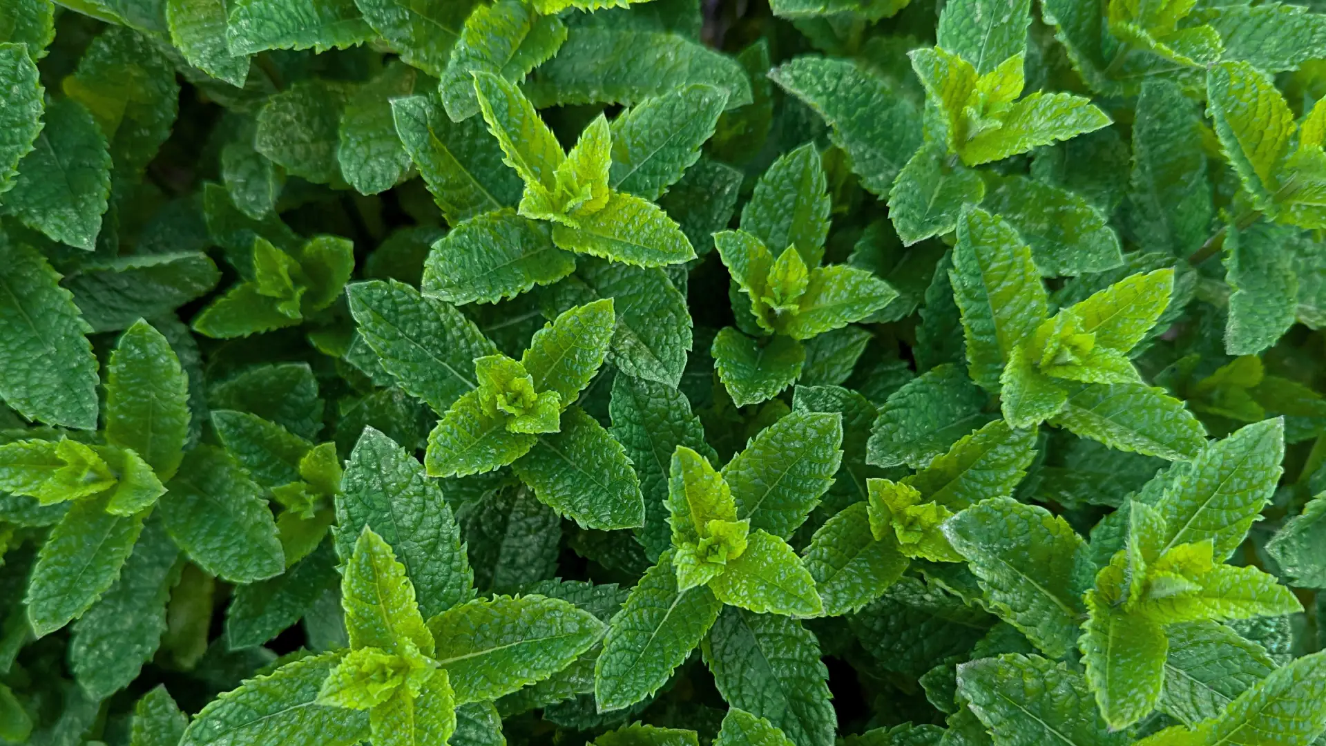 moroccan mint plant