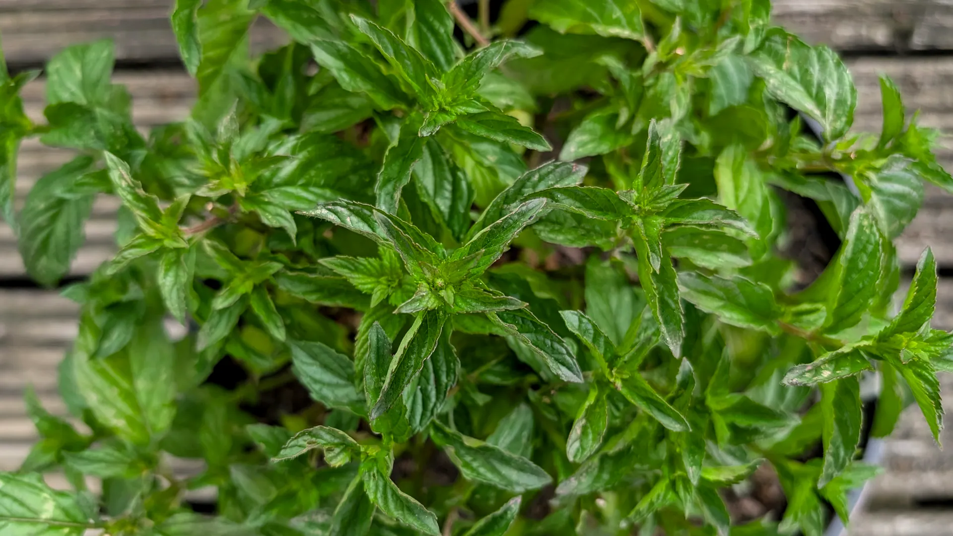 pear mint plant