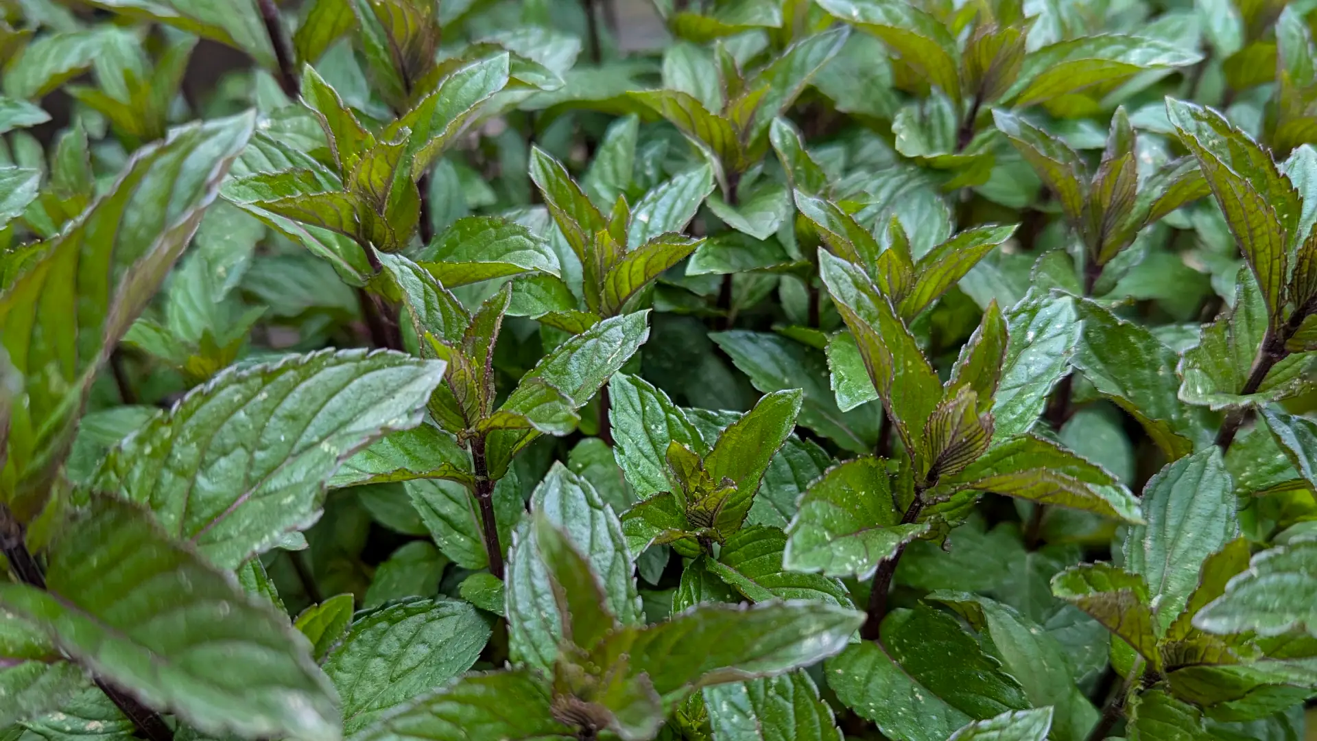 peppermint plant