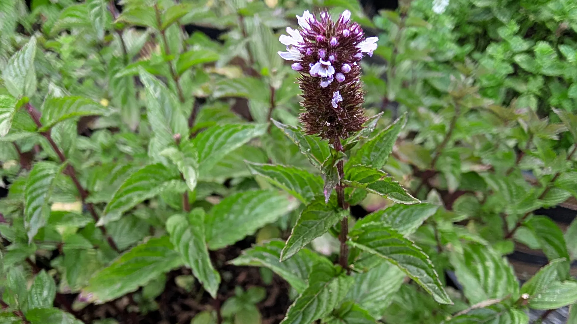 peppermint plant
