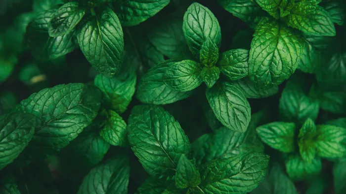 mint leaves from above